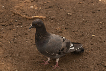 one pigeon close up on the ground