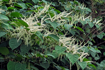 Japanischer Staudenknöterich ( Fallopia japonica ).
