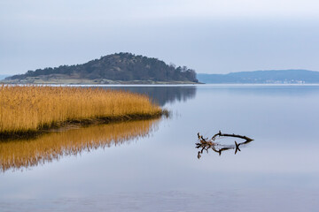 Calm seascape with yellow reeds and driftwood sticking out of the water