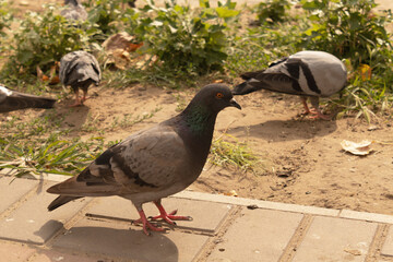 bird close-up stands on the asphalt the rest of the greenery on the ground looking for food