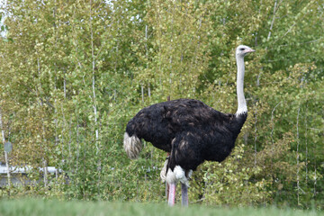 ostrich
