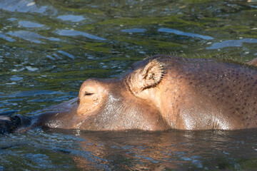 Fototapeta premium ippopotamo in acqua