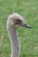 ostrich