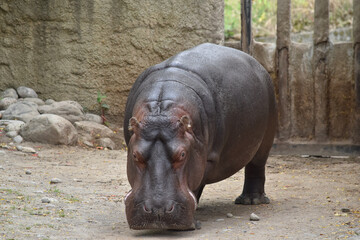 Hippo