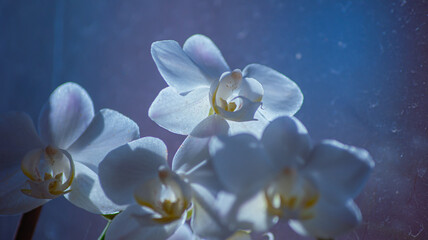 white flower in blue