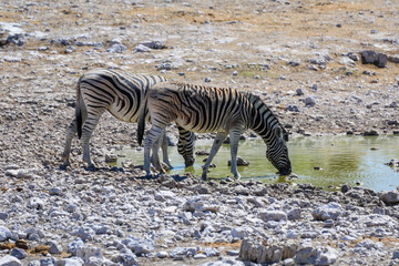 Fototapeta na wymiar Two zebra drinking at waterhole in Etosha National Park