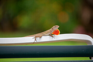 Anole lizard outside on the patio chaise furniture, brown with green background.