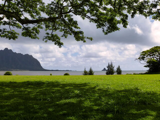 Fototapeta na wymiar Sombra de árbol en la playa de Hawaii