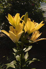 four large yellow flowers on one stem