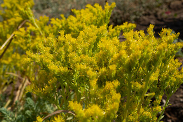 yellow plants in abundance on the background of the earth