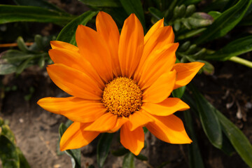 close-up of a yellow flower with its own greenery around
