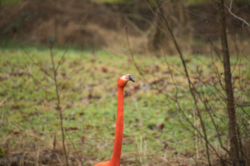 A picture of a flamingo face.    Vancouver Zoo BC Canada
