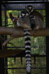 Ring-tailed lemur