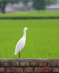 Zoom-in shot of a Heron bird looking at the green Paddy fields behind.