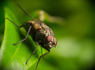 Macro of fly perched on green leaf