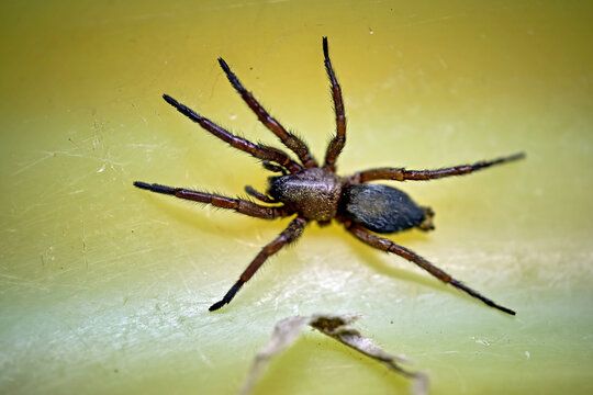 Kleine Mausspinne ( Scotophaeus blackwalli ).