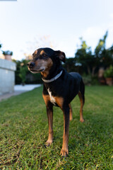 Close-up photo of a pinscher playing on with the grass in a private garden. These dogs usually need big spaces so they can run and consume all the energy they contain.