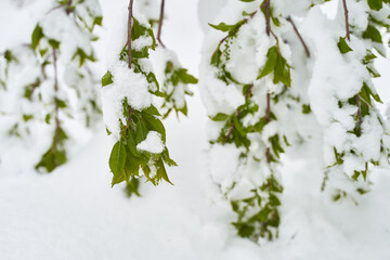 Winter spring trees with green leaves of Prunus padus.