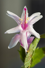 fiore di natalina bianca
