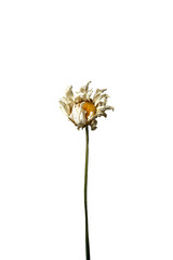 Isolated dry chamomile on a white background dry flower with crumpled parts of dry leaves and petals with a part of dry stem. Herbarium of ordinary flowers improperly dried.
