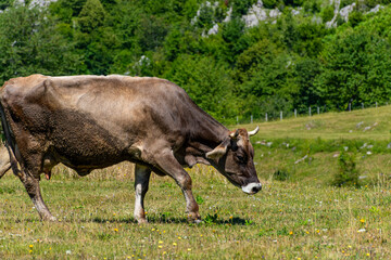 cow on a meadow