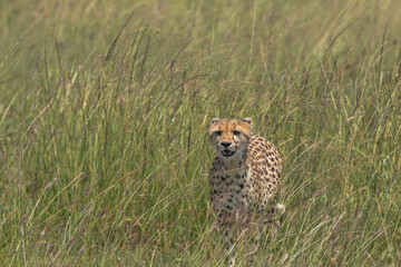 wild cheetah in savannah in hunting position