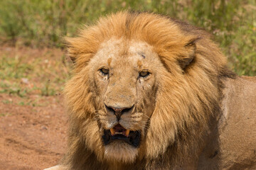 Portrait of beautiful large wild male lion with mane