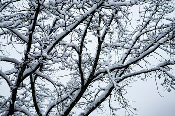 Snowy winter tree. Forked trunk. Long branches covered with sparkling snow.