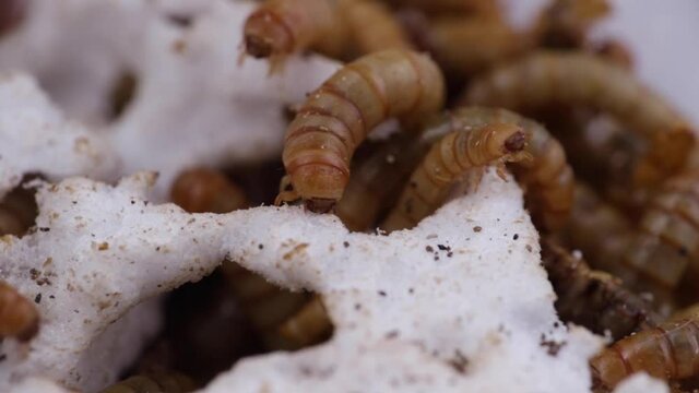 Macro shot of mealworm eating styrofoam while other worms wiggle next to it
