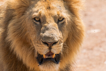 Portrait of beautiful large wild male lion with mane