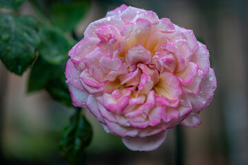 Close up of the bright pink roses flowers blooming in the garden.