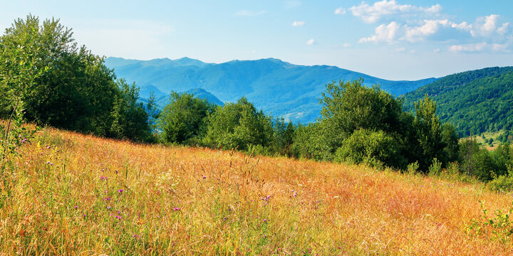rural field in mountains. beautiful summer landscape of carpathian countryside. trees on the hill, forested ridge in the distance beneath a blue sky with clouds.