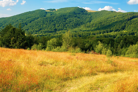 rural field in mountains. beautiful summer landscape of carpathian countryside. trees on the hill, forested ridge in the distance beneath a blue sky with clouds.