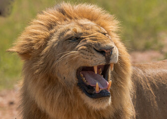 Portrait of beautiful large wild male lion with mane