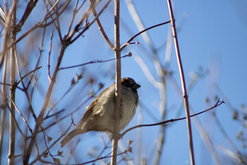 bird in the snow