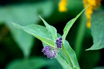 Echter Beinwell ( Symphytum officinale ).