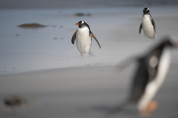 The gentoo penguin (Pygoscelis papua)