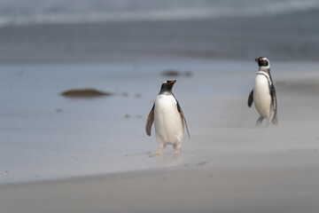 The gentoo penguin (Pygoscelis papua)
