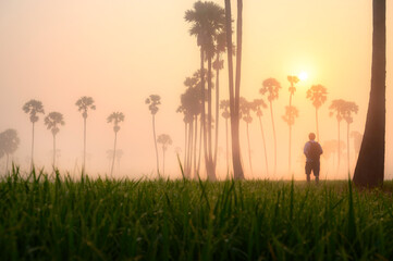 Silhouette of sugar palm farm with paddy field, sunrise background