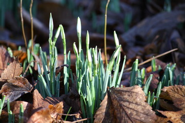 A clump of snowdrops about to flower in woodland in the winter sunshine, surrounded by fallen brown leaves