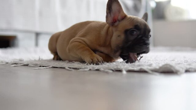Funny french bulldog on the carpet in the light and bright room
