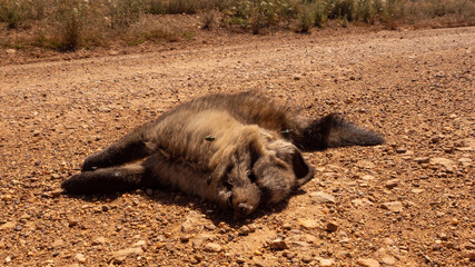 Roadkill, a small canine, presumably a fox killed by vehicle on gravel road