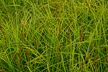 Close up of Ornamental Grass Carex 'Testacea'