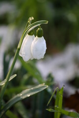 Closeup of snowdrop flowers with snow on the ground in the background. The morning sun is shining from the left. Shot vertically.
