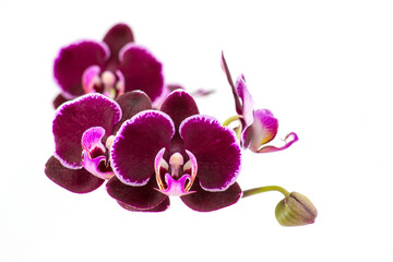 Beautiful pink orchid  - phalaenopsis