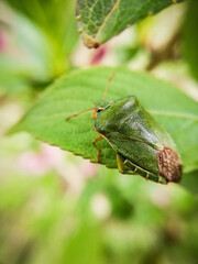green shield bug hidding on a green leaf