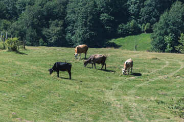 cows in the meadow