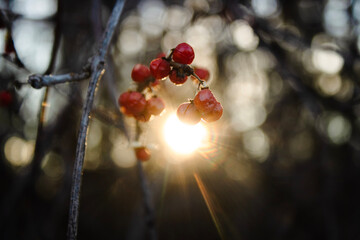 red berries in snow