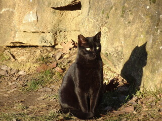 cat on the roof