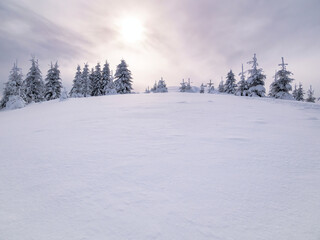 Fototapeta na wymiar Winter landscape with pine trees covered with fresh white snow. Carpathian Mountains in Romania